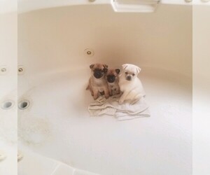 Pom-A-Pug Puppy for sale in FRESNO, CA, USA
