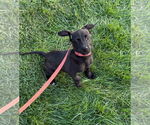 Small #3 Labrador Retriever Mix