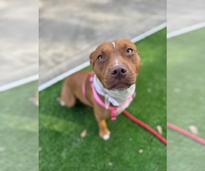 Mutt Dogs for adoption in Holly Springs, NC, USA