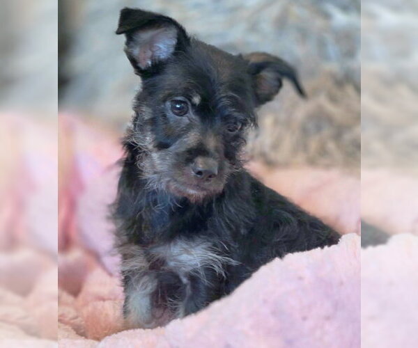Medium Photo #4 Dachshund-Miniature Schnauzer Mix Puppy For Sale in Chino Hills, CA, USA