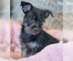 Small #3 Dachshund-Miniature Schnauzer Mix