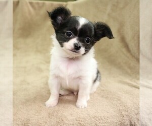 Chihuahua Puppy for sale in MUSKOGEE, OK, USA