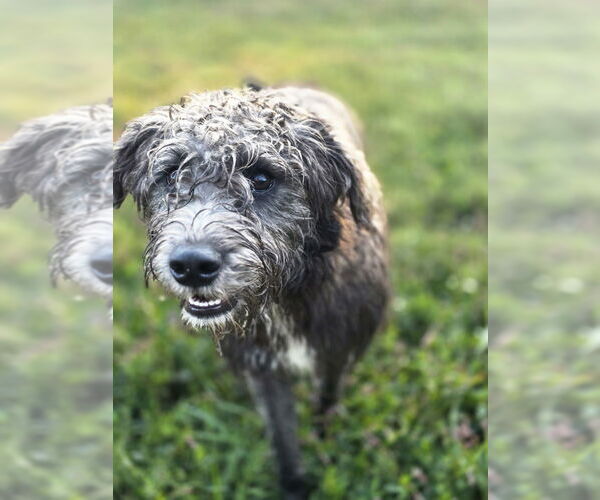 Medium Photo #4 Labrador Retriever-Unknown Mix Puppy For Sale in Aurora, IN, USA