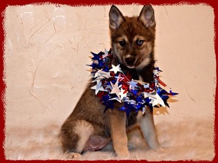 Pomsky Puppy for sale in WEST BROOKFIELD, MA, USA