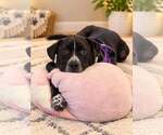 Small Photo #2 Retriever -Unknown Mix Puppy For Sale in Martinsburg, WV, USA