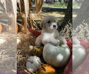 Golden Retriever Puppy for Sale in LOCUST GROVE, Virginia USA