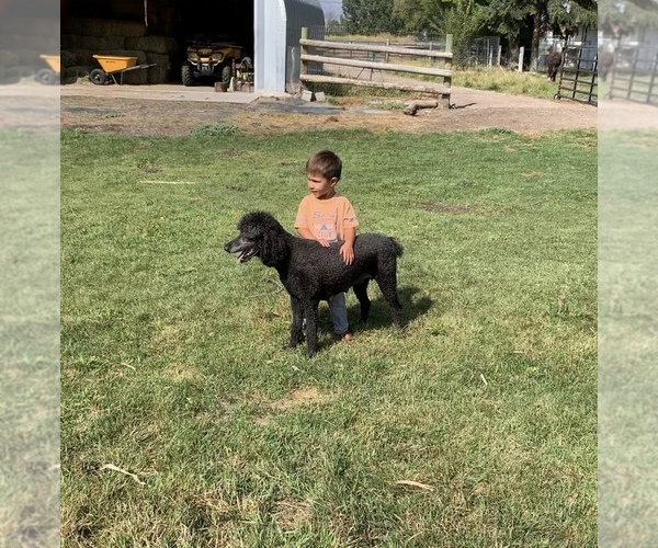 Medium Photo #3 Poodle (Standard) Puppy For Sale in LOGAN, UT, USA