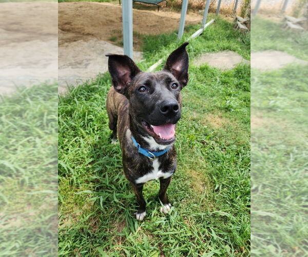 Medium Photo #6 Mutt Puppy For Sale in Evansville, IN, USA