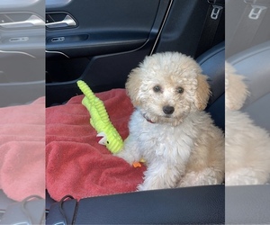Maltipoo Puppy for sale in WOODLAND HILLS, CA, USA