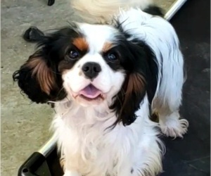 Father of the Cavalier King Charles Spaniel puppies born on 04/10/2022