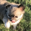 Small Photo #7 Chihuahua Puppy For Sale in CHARLESTON, SC, USA