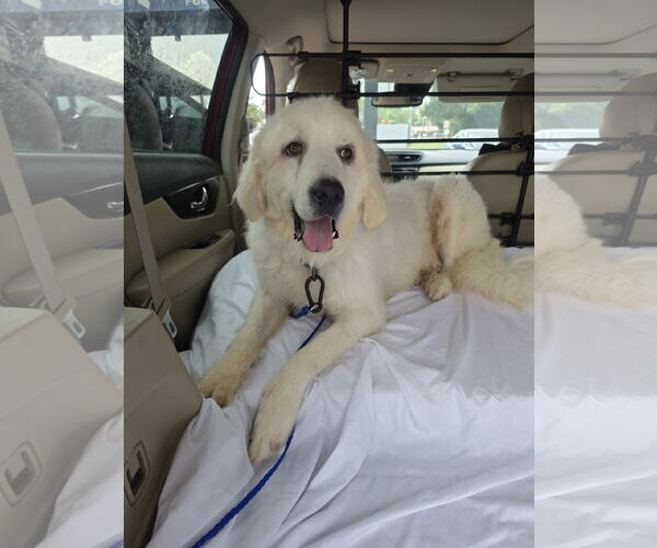 Medium Photo #24 Great Pyrenees-Unknown Mix Puppy For Sale in Houston, TX, USA