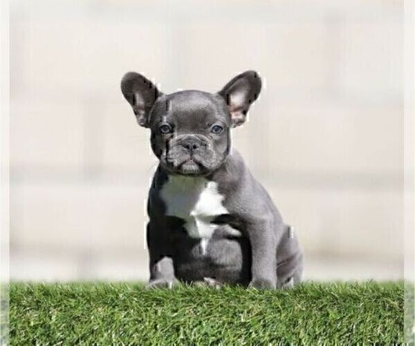 Medium Photo #1 French Bulldog Puppy For Sale in JERSEY CITY, NJ, USA