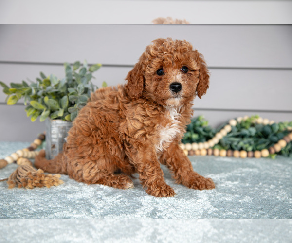 Medium Photo #3 Poodle (Miniature) Puppy For Sale in WOLCOTTVILLE, IN, USA