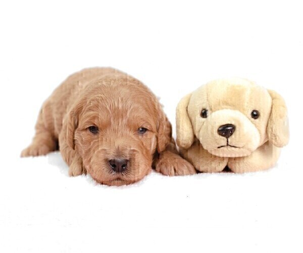 Medium Photo #21 Goldendoodle (Miniature) Puppy For Sale in HALTOM CITY, TX, USA