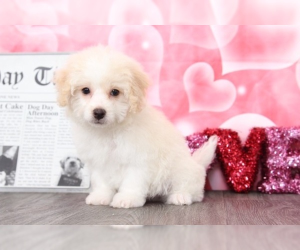 Medium Photo #3 Poochon Puppy For Sale in BEL AIR, MD, USA