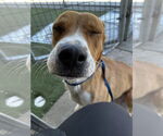 Small #1 American Pit Bull Terrier Mix
