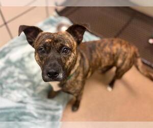 Cardigan Welsh Corgi-Unknown Mix Dogs for adoption in Fort Wayne, IN, USA