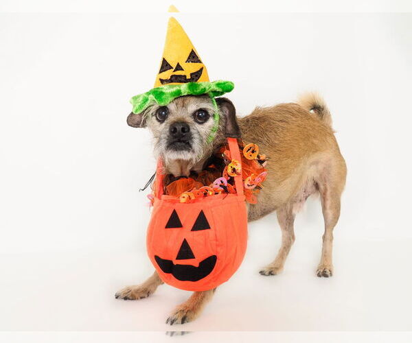 Medium Photo #7 Mutt Puppy For Sale in phoenix, AZ, USA