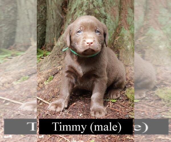 Medium Photo #1 Labrador Retriever Puppy For Sale in PRESCOTT, OR, USA