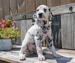 Small #7 Dalmatian