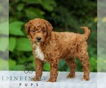 Small #3 Goldendoodle (Miniature)