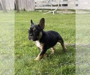 French Bulldog Puppy for sale in ALBANY, NY, USA