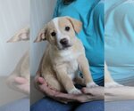 Small Photo #1 Australian Retriever Puppy For Sale in McDonough, GA, USA
