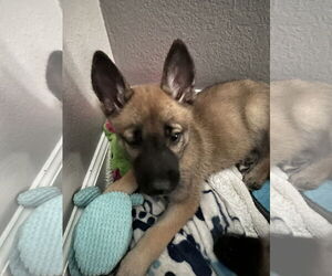 Pumpkin - Female German Shepherd Dog-Unknown Mix Dog for Adoption - Photo #3