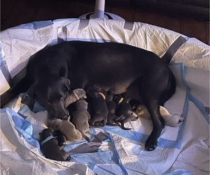 Labrador Retriever Litter for sale in COLUMBUS, GA, USA