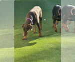 Small #16 Doberman Pinscher