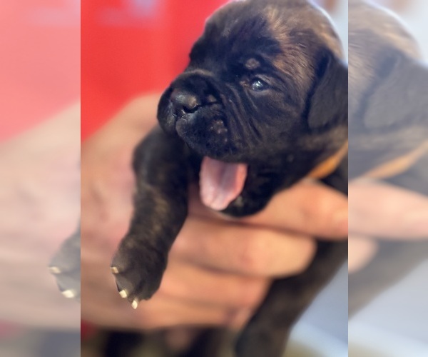 Medium Photo #1 Boxer Puppy For Sale in LANSING, MI, USA