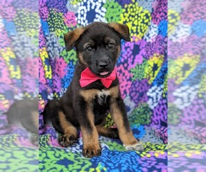 Akita-Rottweiler Mix Puppy for sale in CHRISTIANA, PA, USA