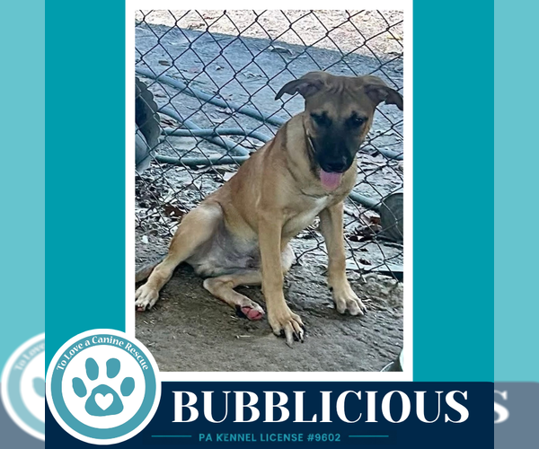 Medium Photo #2 Mutt Puppy For Sale in Kimberton, PA, USA