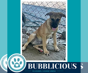 Bubblicious (Bubble Gum Gang) 102426 - Male Mutt Dog for Adoption - Photo #2