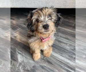 Mother of the Aussiedoodle Miniature -Miniature Bernedoodle Mix puppies born on 05/07/2024