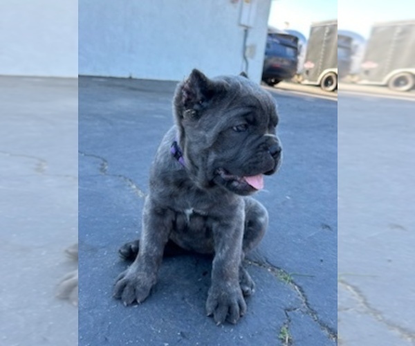Medium Photo #2 Cane Corso Puppy For Sale in OCEANSIDE, CA, USA