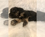 Small Photo #5 Bernedoodle-Miniature Bernedoodle Mix Puppy For Sale in CHESILHURST, NJ, USA