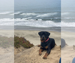 Small Photo #1 Rottweiler Puppy For Sale in NAPA, CA, USA