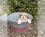 Small Photo #4 Shih Tzu Puppy For Sale in MIDDLEBURY, IN, USA