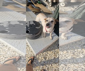Jack Russell Terrier Dogs for adoption in Oakhurst, NJ, USA