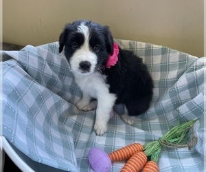 Medium Border Collie