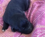 Small Photo #3 Great Pyredane Puppy For Sale in KINGMAN, AZ, USA