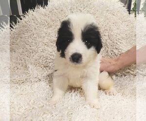 Anatolian Pyrenees Dogs for adoption in Holly Springs, NC, USA