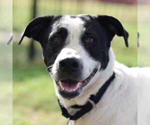 American Staffordshire Terrier-Unknown Mix Dogs for adoption in San Antonio, TX, USA