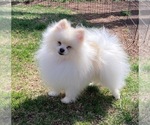 Small Photo #1 Pomeranian Puppy For Sale in DENVER, CO, USA
