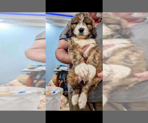 Medium Photo #1 Double Doodle Puppy For Sale in FAIRFIELD, CA, USA