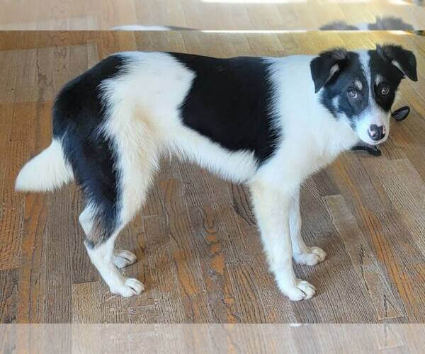 Medium Photo #10 Border Collie Puppy For Sale in Highland, IL, USA
