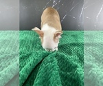 Small #14 Boston Terrier