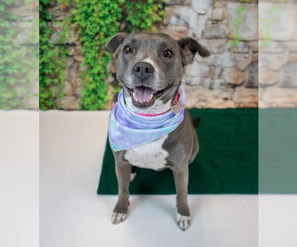 Medium Photo #2 American Staffordshire Terrier-Boxer Mix Puppy For Sale in Kennesaw, GA, USA